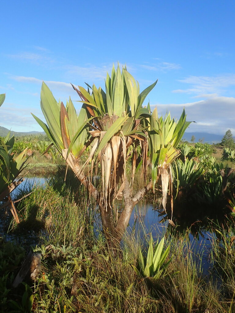 Pandanus platyphyllus