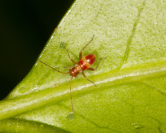Closterotomus fulvomaculatus