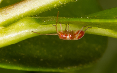 Closterotomus fulvomaculatus