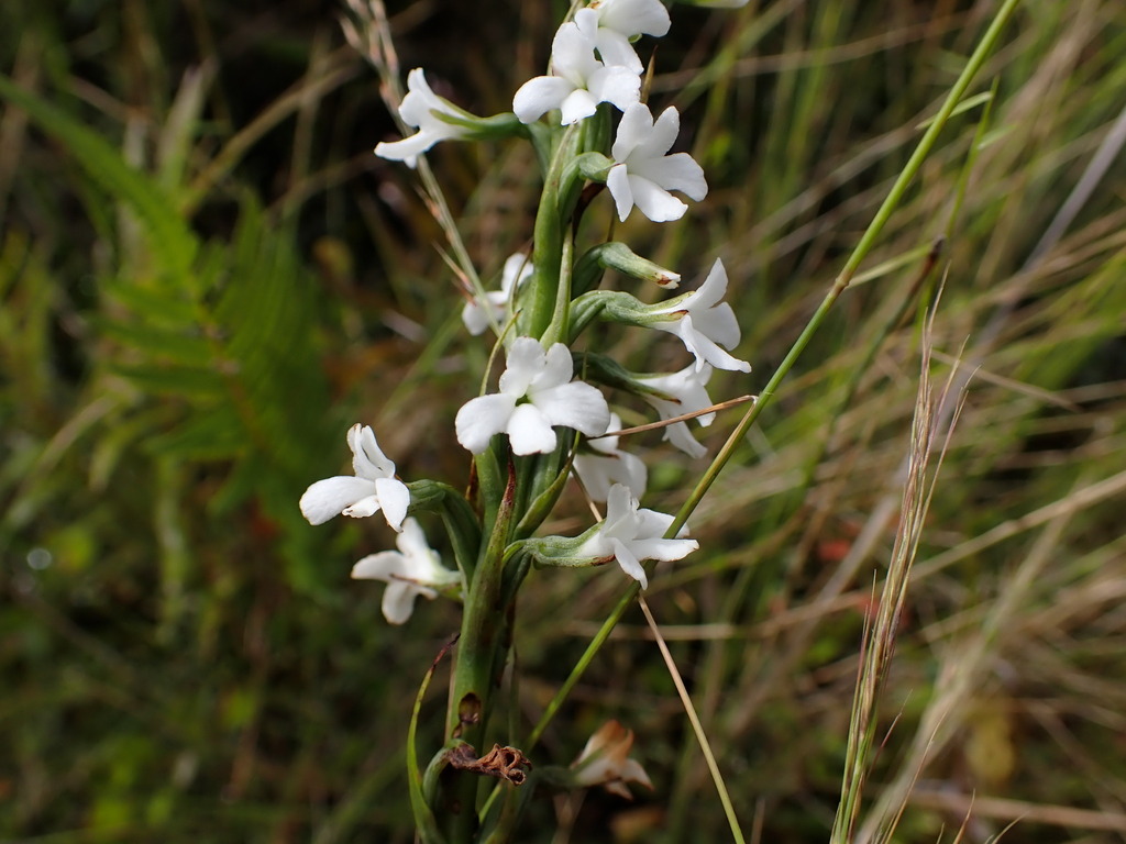 Benthamia madagascariensis
