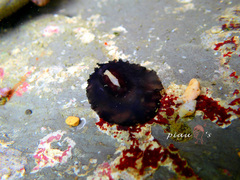 Scutus sinensis