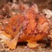 Hawaiian Frogfish - Photo (c) sarah-sydneydives, some rights reserved (CC BY-NC), uploaded by sarah-sydneydives