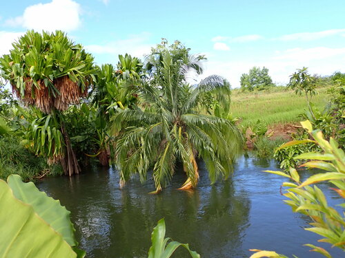 Image of Ravenea musicalis by (c) Louis Aureglia, some rights reserved (CC BY)