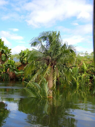 Image of Ravenea musicalis by (c) Louis Aureglia, some rights reserved (CC BY)