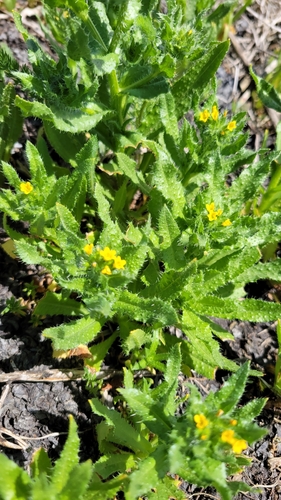 Woolly breeches (Amsinckia spectabilis)