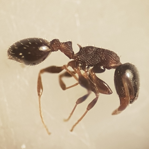 Temnothorax angustulusTemnothorax angustulus