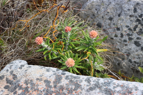 Image of Anaxeton laeve by (c) Tony Rebelo, some rights reserved (CC BY-SA)