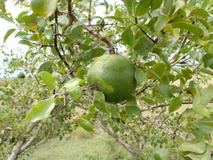 Monkey Orange (Strychnos spinosa)