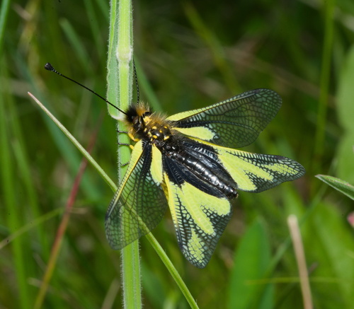 Owly sulphur