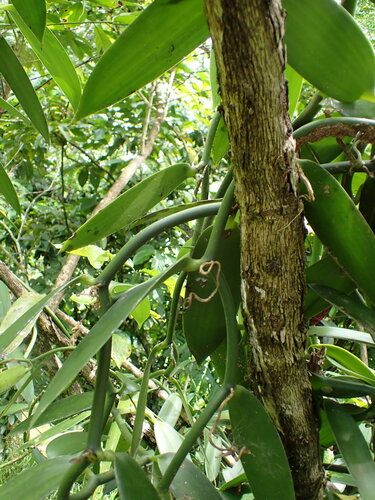 Image of Vanilla planifolia by (c) Louis Aureglia, some rights reserved (CC BY)