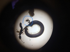Ochetellus glaber