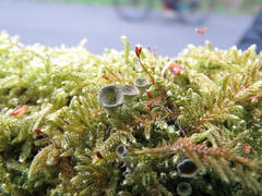 Fungi