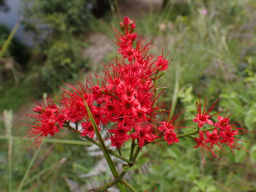 Combretum coccineum