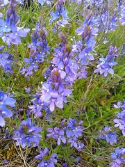Veronica satureiifolia