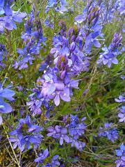 Veronica satureiifolia