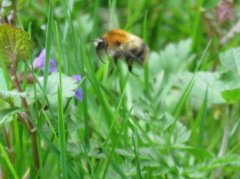 Bombus pascuorum