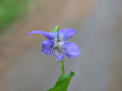 Viola riviniana