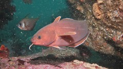 Lotella rhacina