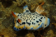 Hypselodoris