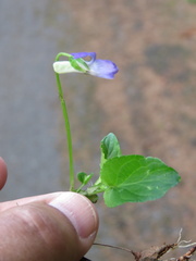 Viola riviniana