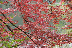 Fagus sylvatica