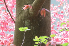 Fagus sylvatica