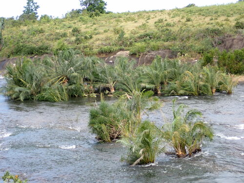 Image of Ravenea musicalis by (c) Louis Aureglia, some rights reserved (CC BY)