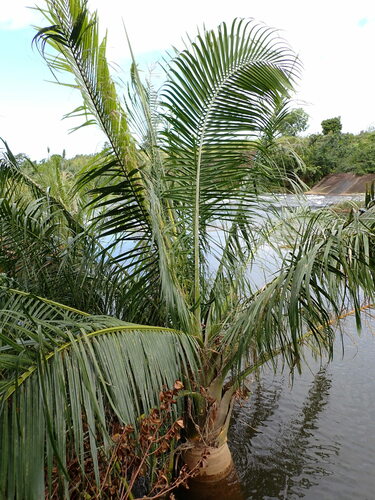 Image of Ravenea musicalis by (c) Louis Aureglia, some rights reserved (CC BY)