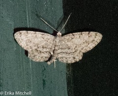Aethalura intertexta