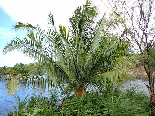 Image of Ravenea musicalis by (c) Louis Aureglia, some rights reserved (CC BY)