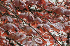 Fagus sylvatica