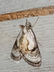 Chrysanympha formosa