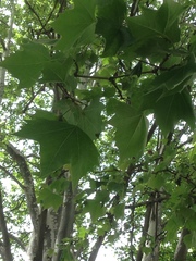 Platanaceae