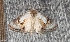 Chrysanympha formosa