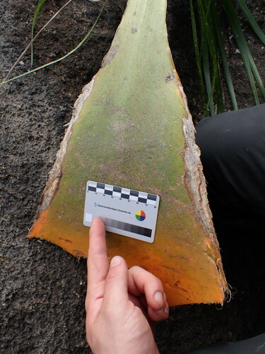 Image of Ravenea musicalis by (c) Louis Aureglia, some rights reserved (CC BY)