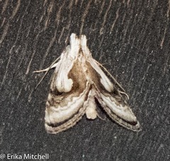 Chrysanympha formosa