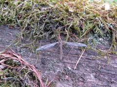Nematocera