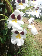 Miltoniopsis roezlii