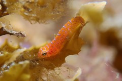 Cochleoceps orientalis