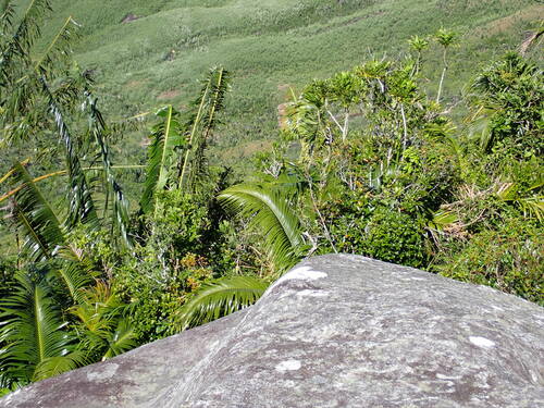 Image of Ravenea Conferta (Ravenea conferta) by (c) Louis Aureglia, some rights reserved (CC BY)