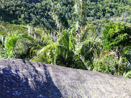 Image of Ravenea Conferta (Ravenea conferta) by (c) Louis Aureglia, some rights reserved (CC BY)