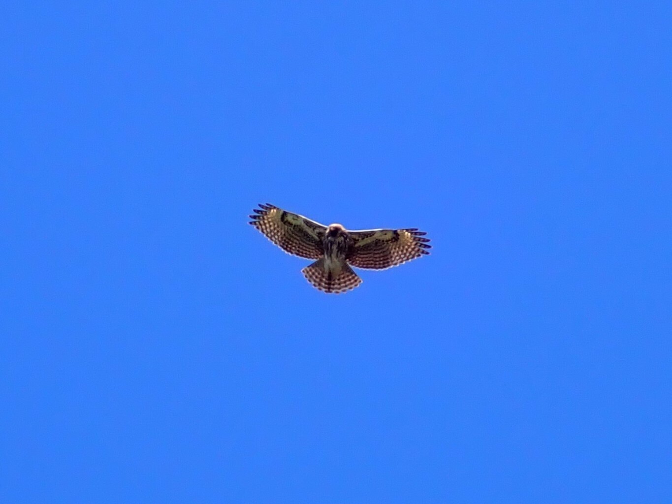 Madagascar Buzzard (Buteo brachypterus), photo 8