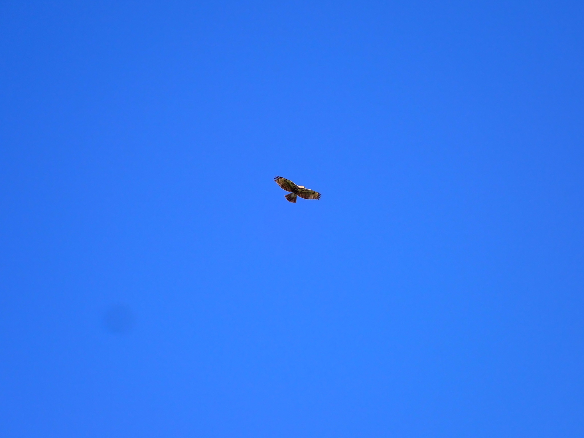Madagascar Buzzard (Buteo brachypterus), photo 9