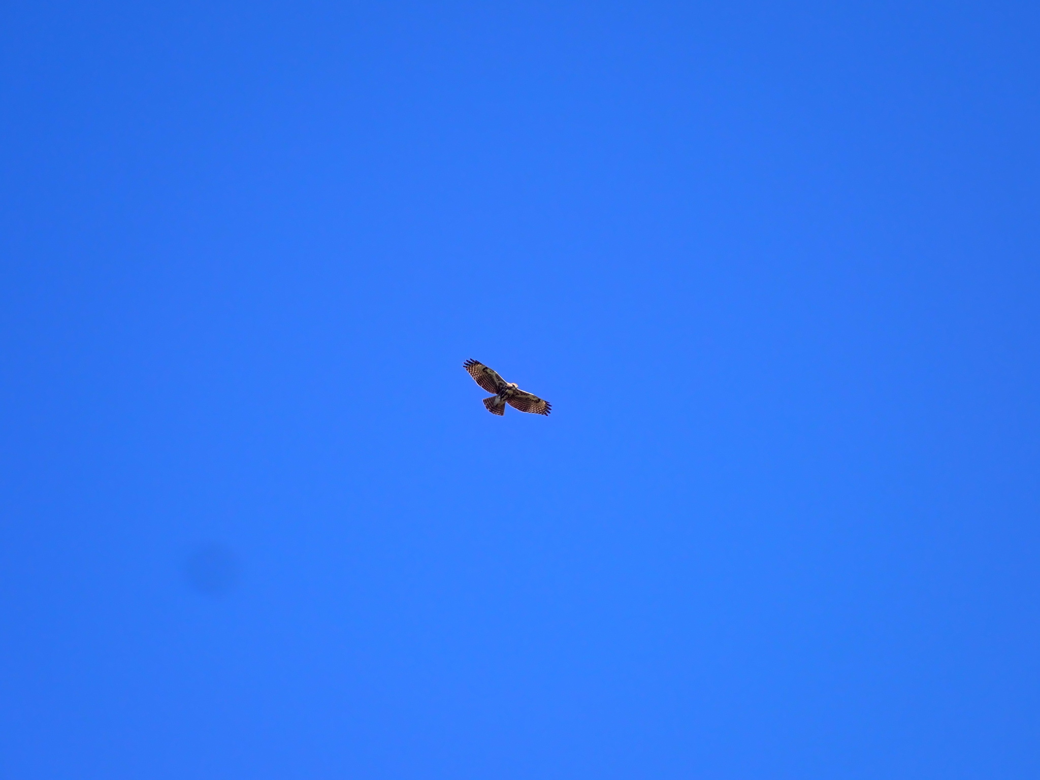 Madagascar Buzzard (Buteo brachypterus), photo 10