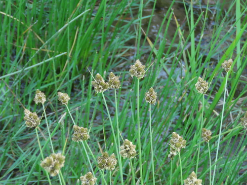 Slenderbeak sedge