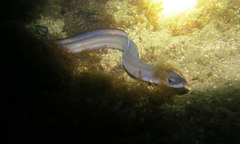 Conger wilsoni
