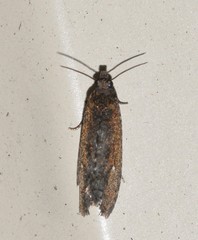 Cryptaspasma sordida
