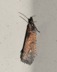 Cryptaspasma sordida
