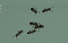 Technomyrmex jocosus