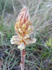Orobanche minor